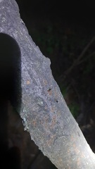 Crematogaster scutellaris