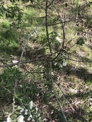 Chamaecytisus prolifer