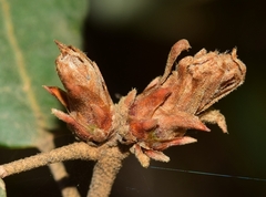 Phyllodiplosis cocciferae