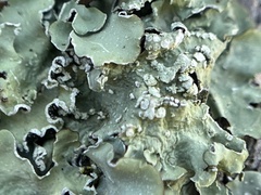 Flavopunctelia flaventior