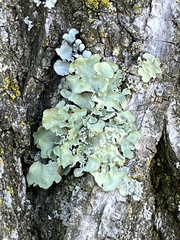 Flavopunctelia flaventior