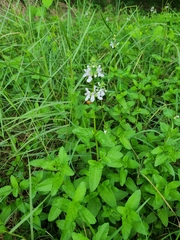 Stachys floridana
