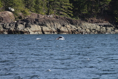 Orcinus orca