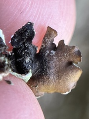 Flavopunctelia flaventior