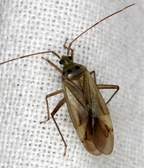 Adelphocoris quadripunctatus