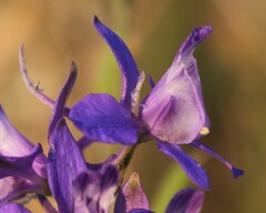 Delphinium ajacis