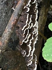 Peniophora albobadia