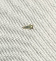 Macrosteles