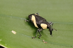 Peridinetus distinctus