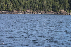Orcinus orca