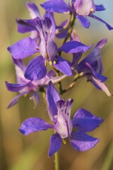 Delphinium ajacis