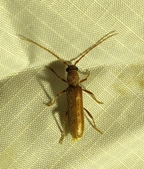 Cerambycinae