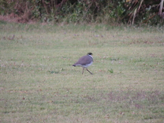 Vanellus miles novaehollandiae