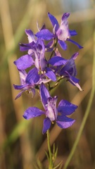 Delphinium ajacis