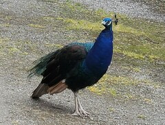 Pavo cristatus