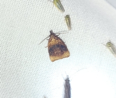 Platynota flavedana