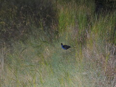 Porphyrio melanotus melanotus