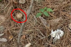 Lycoperdon