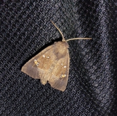 Papaipema nebris