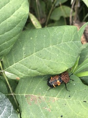 Nicrophorus tomentosus