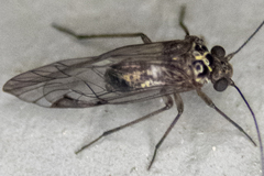 Psocidae