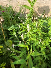 Persicaria pensylvanica