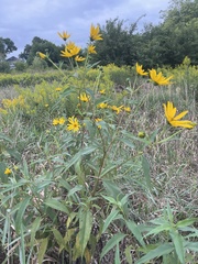 Helianthus grosseserratus
