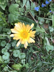 Calendula