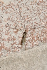 Pseudolimnophila lucorum