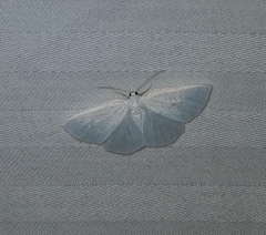 Lomographa vestaliata