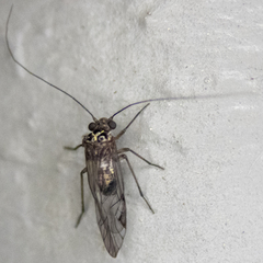 Psocidae