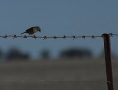 Ammodramus humeralis