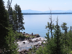 Oncorhynchus clarkii