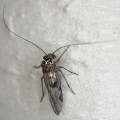 Psocidae
