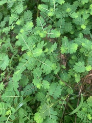 Phyllanthus