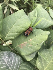 Nicrophorus tomentosus
