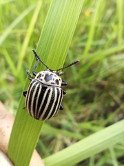 Leptinotarsa undecimlineata