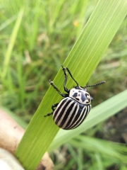 Leptinotarsa undecimlineata