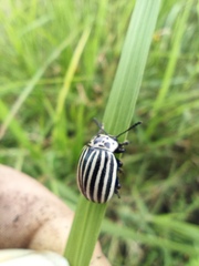 Leptinotarsa undecimlineata