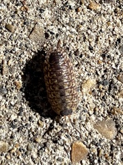 Porcellio spinicornis