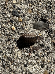 Porcellio spinicornis