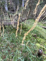 Calamagrostis
