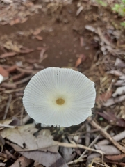 Leucocoprinus