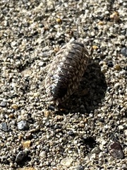 Porcellio spinicornis