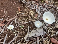 Leucocoprinus