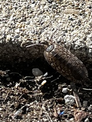 Porcellio spinicornis