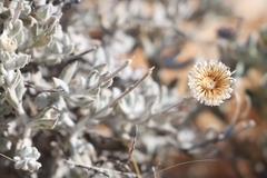 Anemocarpa saxatilis