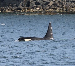 Orcinus orca
