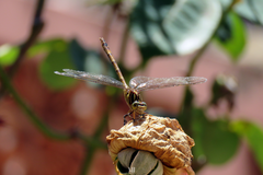 Gomphidae