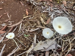 Leucocoprinus
